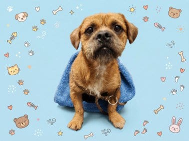 Photo of Fred, adoptable Cairn Terrier in Los Angeles, California