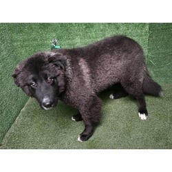 Photo of Balto, adoptable Alaskan Malamute in Lancaster, California