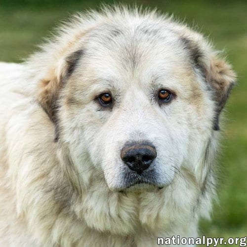 Photo of Jake in TN - A Laid-back Guy, adoptable Great Pyrenees in Beacon, New York