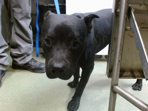 Photo of Shorty, adoptable Pit Bull Terrier in San Bernardino, California