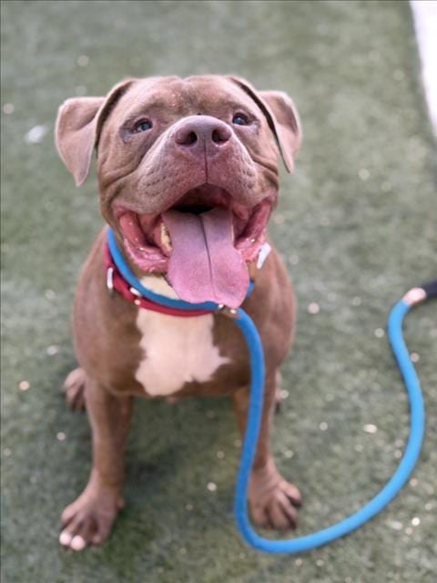 Photo of Mancho, adoptable Pit Bull Terrier in Las Vegas, Nevada