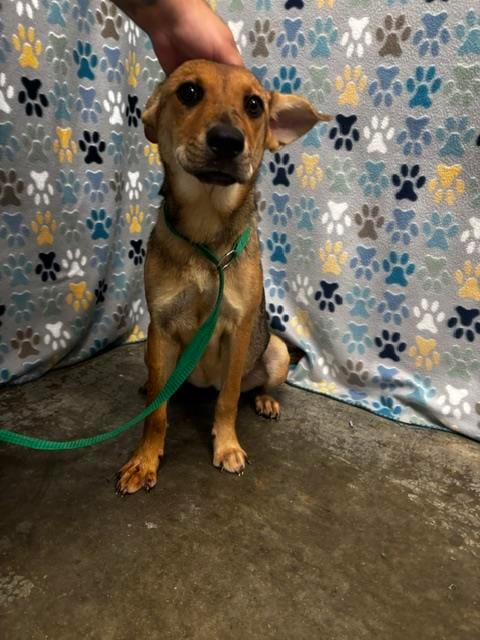 Photo of Sophie, adoptable German Shepherd Dog in Rosenberg, Texas