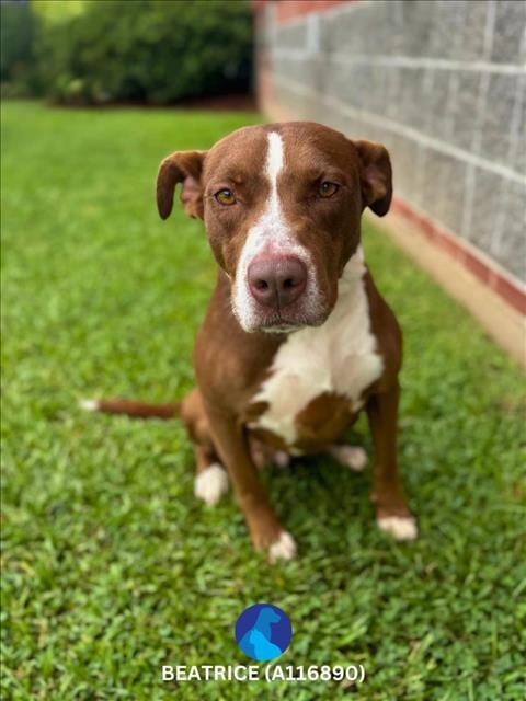 Photo of Beatrice, adoptable Pit Bull Terrier in Lacombe, Louisiana