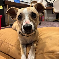 Photo of April, adoptable Chihuahua Whippet in Boulder, Colorado