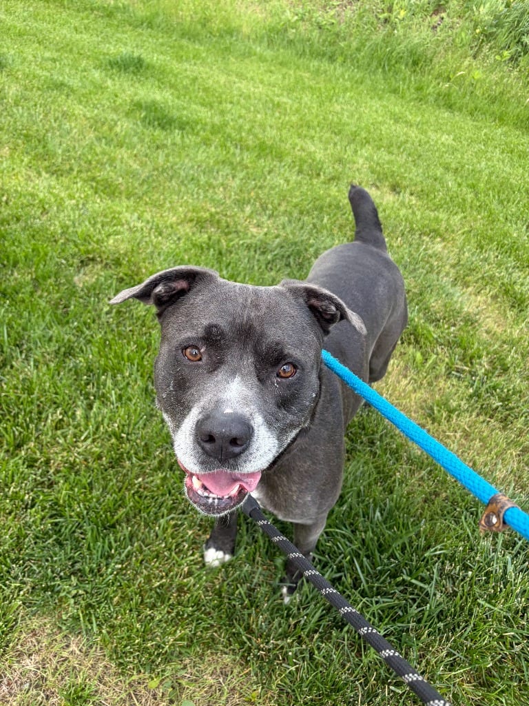 Photo of Atlas, adoptable Mixed Breed in Minot, North Dakota