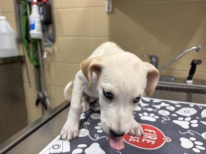 Photo of Bowser, adoptable dog in Georgetown, Texas