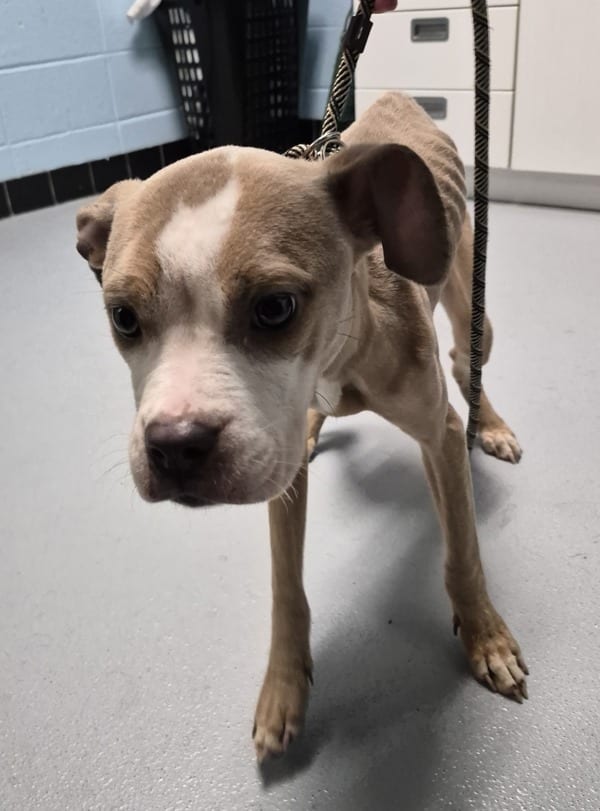 Photo of Vc -1 Ember, adoptable Pit Bull cross in Lawrenceville, Georgia
