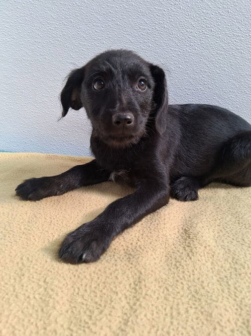 Photo of Oasis, adoptable Terrier in Mountainair, New Mexico