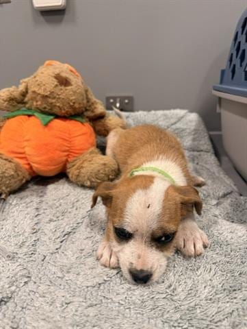 Photo of Lola, adoptable Terrier in San Martin, California