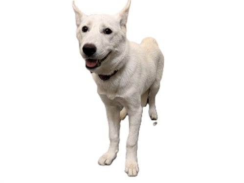 Photo of Nala, adoptable Siberian Husky in Los Angeles, California