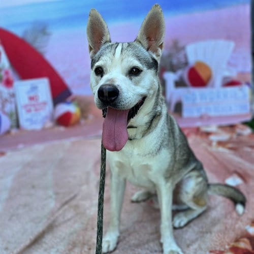 Photo of Rex, adoptable Siberian Husky in Long Beach, California