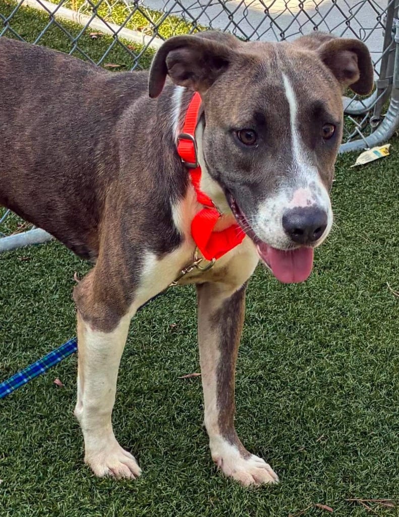 Photo of Dove, adoptable Pit Bull Terrier in Hartsville, South Carolina