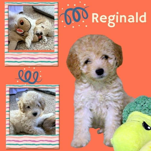 Photo of Reginald (Posh Puppy), adoptable Bichon Frise in Lindsay, California