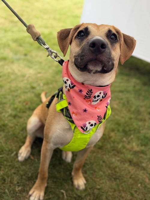 Photo of Swiss Miss, adoptable Shepherd in Carrollton, Virginia
