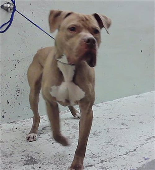 Photo of Gotti, adoptable Staffordshire Bull Terrier in Houston, Texas