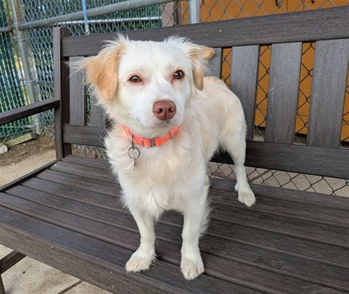 Photo of Nike, adoptable Chihuahua in Springfield, Massachusetts