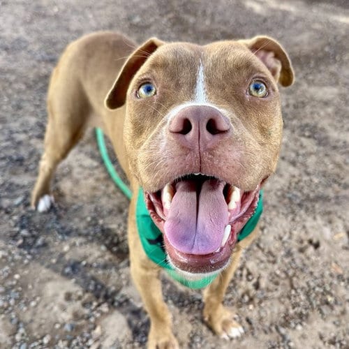Photo of Rusty, adoptable Boxer in Phoenix, Arizona