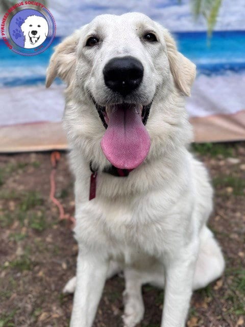 Photo of Elene, adoptable Great Pyrenees in Spring, Texas