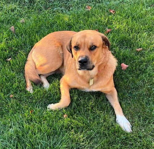 Photo of Jada-Big and Beautiful, adoptable Great Pyrenees in Rootstown, Ohio