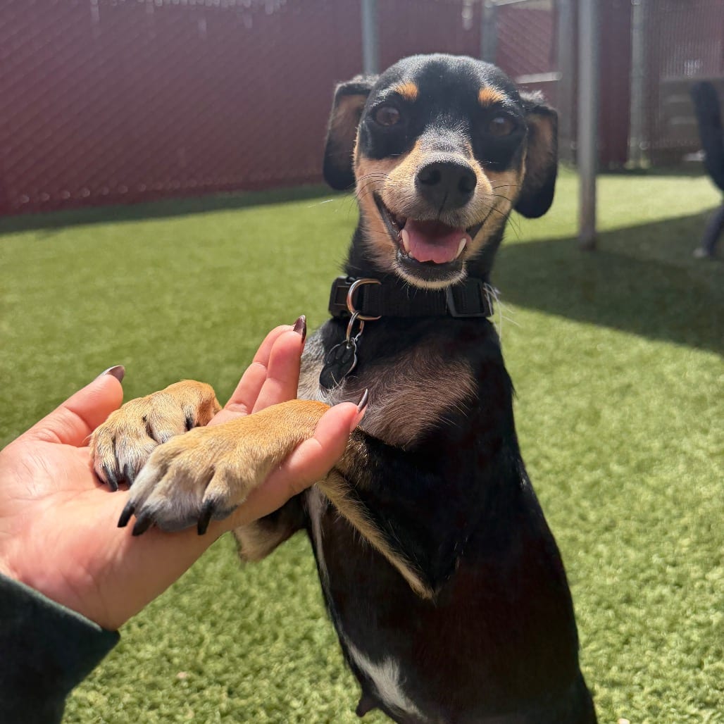 Photo of Ashoka, adoptable Chihuahua / Mixed Breed (Small) in Buellton, California