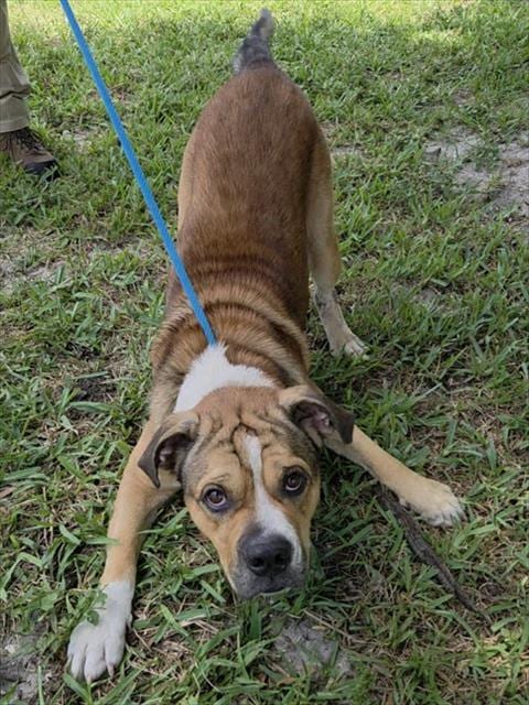 Photo of Willson, adoptable American Staffordshire Terrier in Fort Lauderdale, Florida