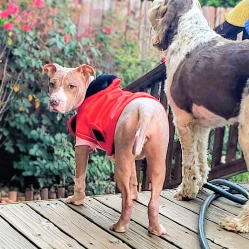 Photo of Alice, adoptable American Pit Bull Terrier in Oakland, California