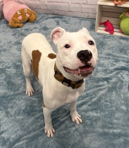 Photo of Wippie Tanko, adoptable Pit Bull Terrier in Detroit, Michigan