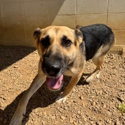 Photo of Unitey 4600, adoptable German Shepherd Dog in Loxahatchee, Florida