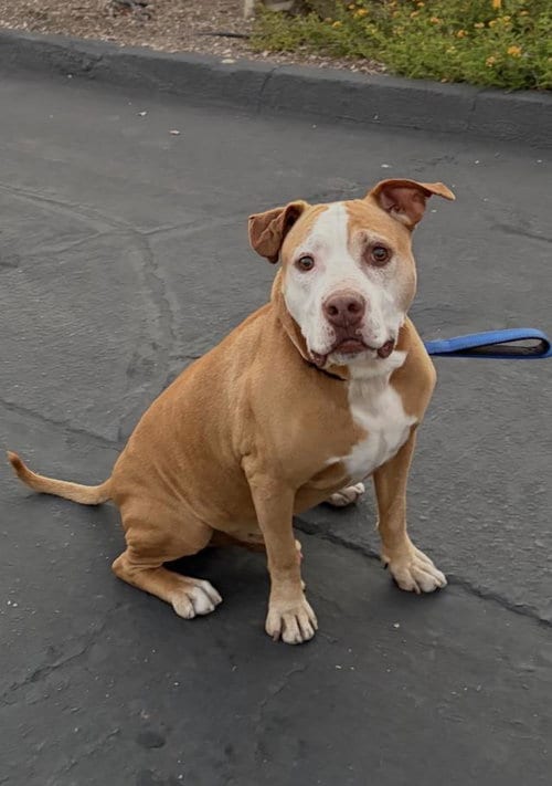 Photo of Rusty, adoptable Pit Bull Terrier in Santa Barbara, California