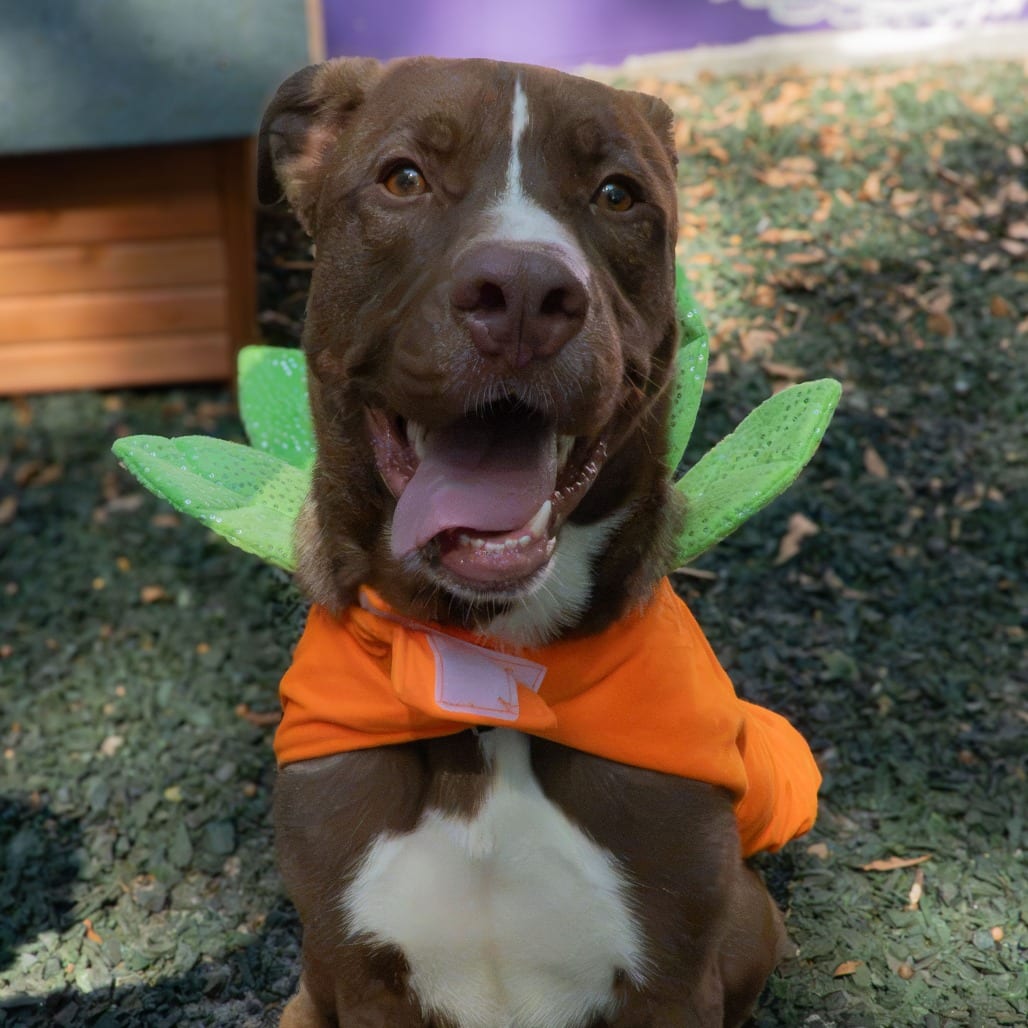 Photo of Goofy, adoptable Mixed Breed (Large) in Decatur, Georgia