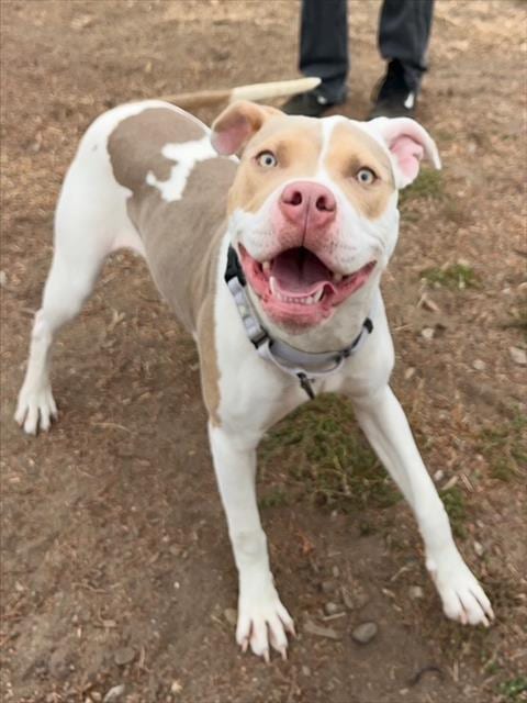 Photo of Waddles, adoptable Pit Bull Terrier in Santa Cruz, California