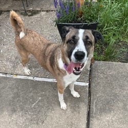 Photo of Maggie, adoptable Anatolian Shepherd Mixed Breed (Medium) in Frederick, Maryland
