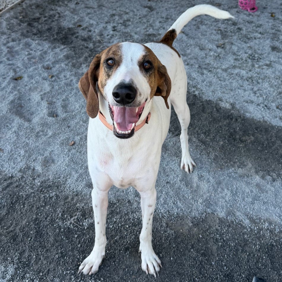 Photo of Willie, adoptable Hound / Mountain Cur in Staunton, Virginia