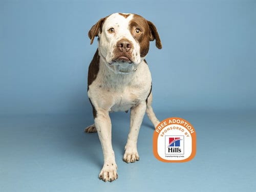 Photo of Maggie, adoptable American Pit Bull Terrier in Phoenix, Arizona