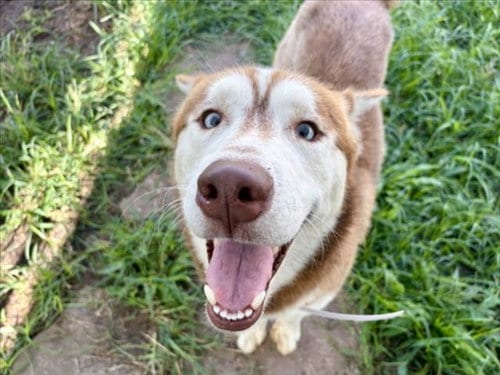 Photo of Fettucine, adoptable Siberian Husky in Houston, Texas