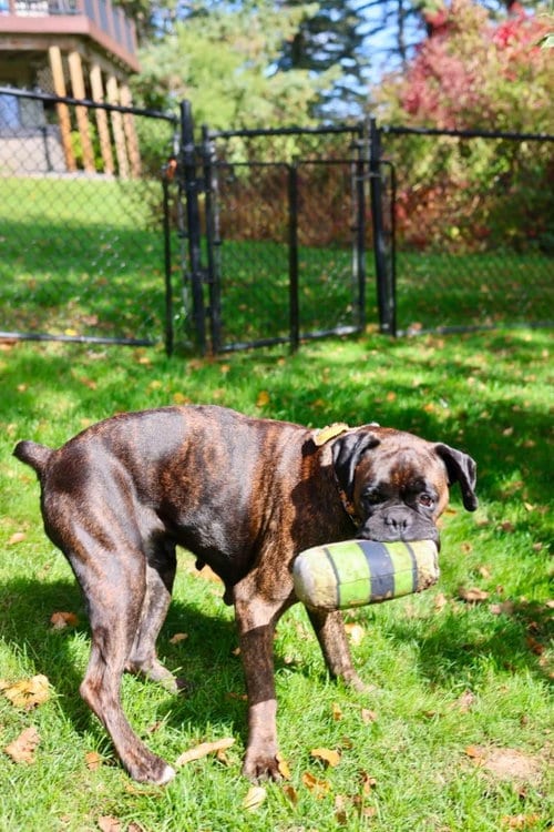 Photo of Sandra, adoptable Boxer in Duluth, Minnesota