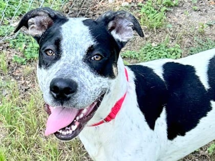 Photo of Oreo, adoptable dog in Georgetown, Texas