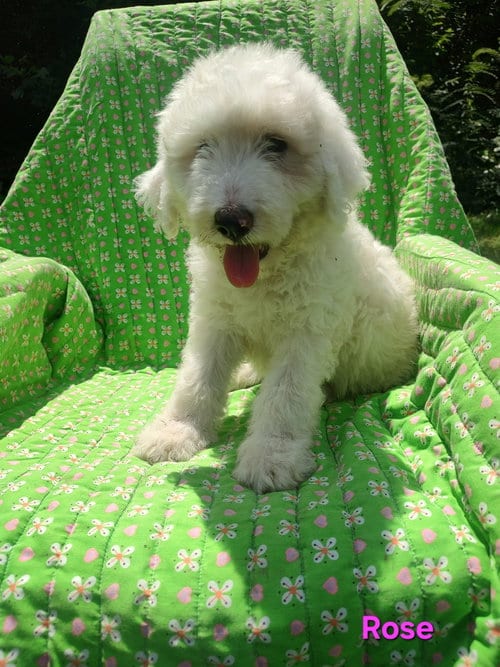 Photo of Rose-meet me 8/29, adoptable Great Pyrenees in Croydon, New Hampshire