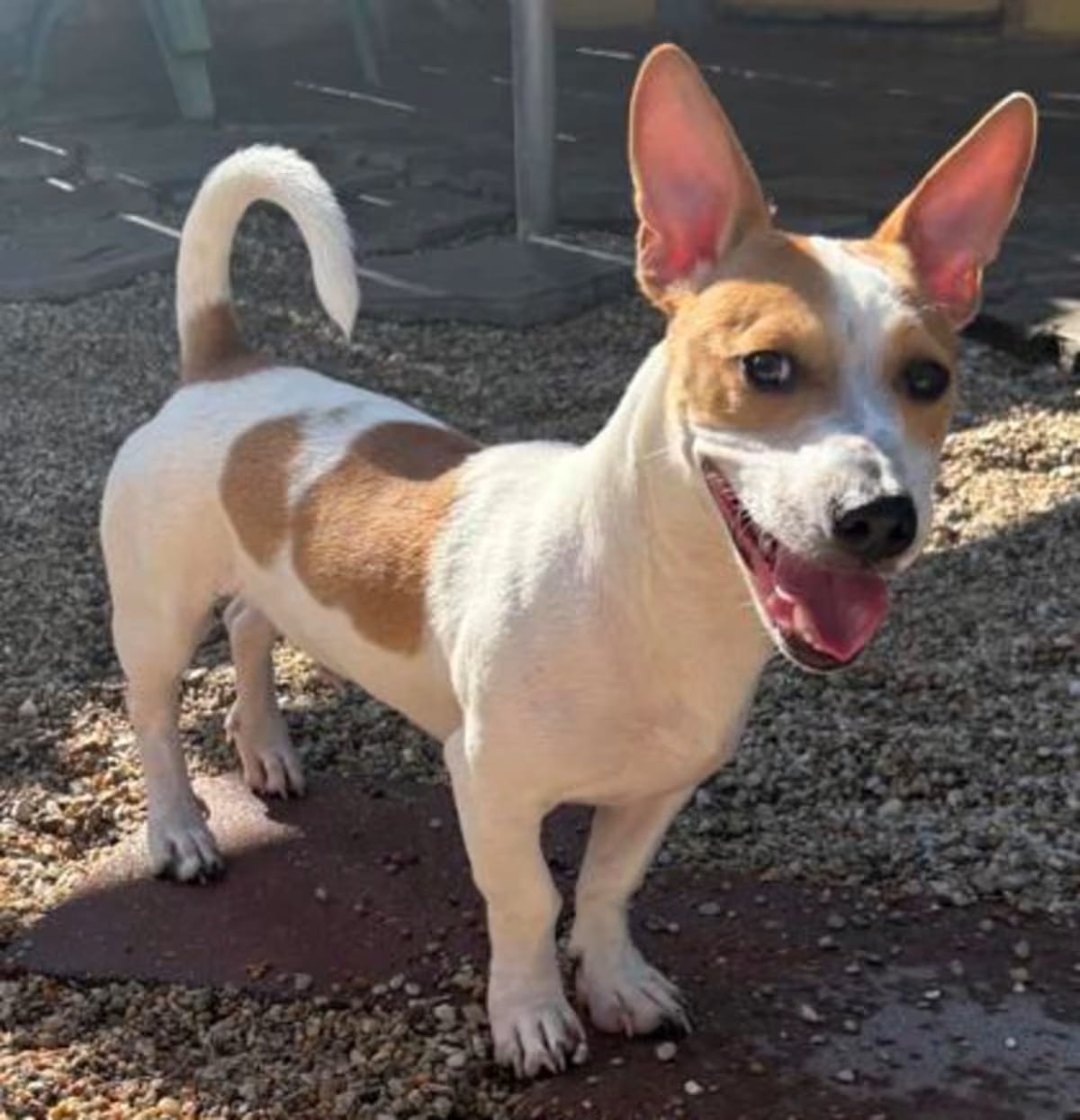 Photo of T. Shough, adoptable Terrier (Unknown Type, Medium) in New Orleans, Louisiana