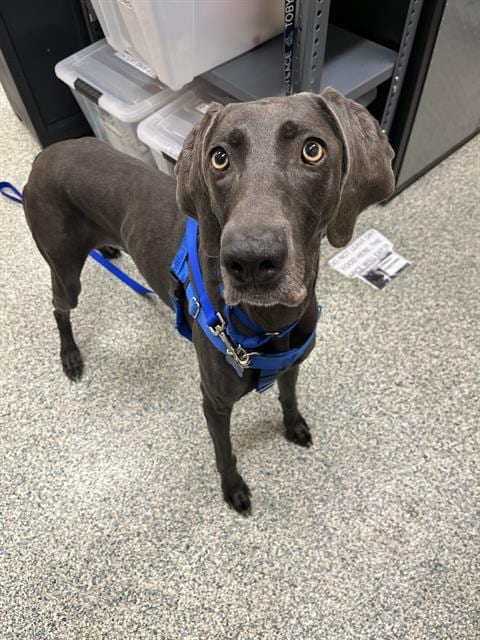 Photo of Plessy, adoptable Weimaraner in Boston, Massachusetts