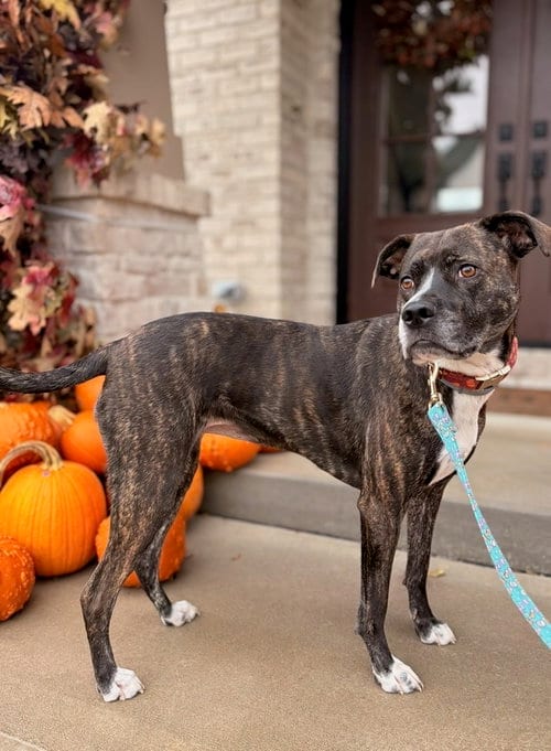 Photo of DJ fka Taylin, adoptable Hound in Springdale, Pennsylvania
