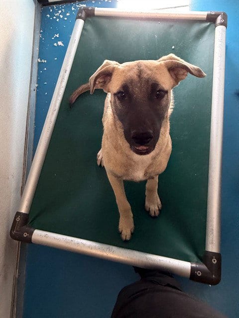 Photo of A171765, adoptable German Shepherd Dog in Bakersfield, California