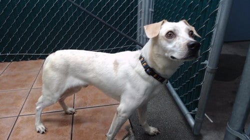 Photo of Jerry, adoptable Labrador Retriever in Downey, California