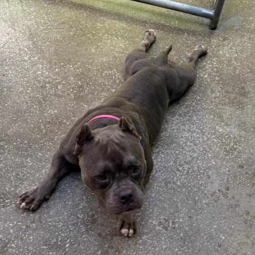 Photo of Mimi, adoptable Bulldog in Albion, New York