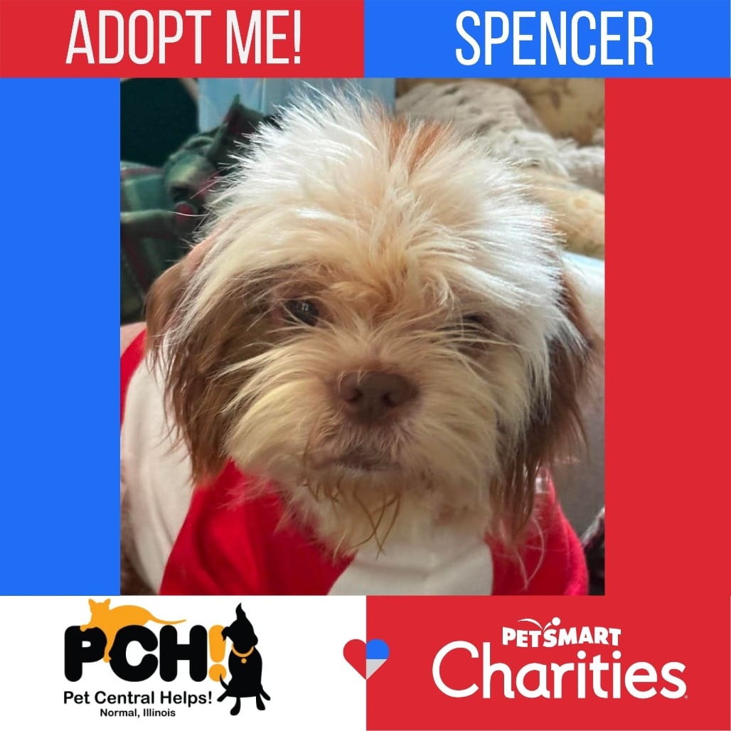 Photo of Spencer, adoptable Shih Tzu in Normal, Illinois