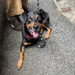 Photo of Leonard, adoptable Miniature Pinscher in New York, New York
