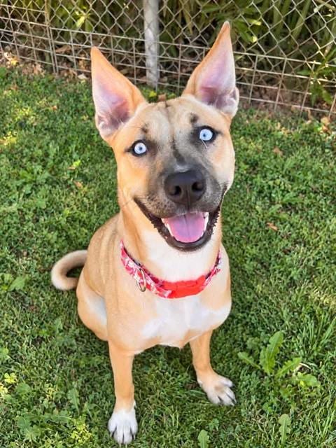 Photo of Dixie, adoptable Pit Bull Terrier in Sacramento, California