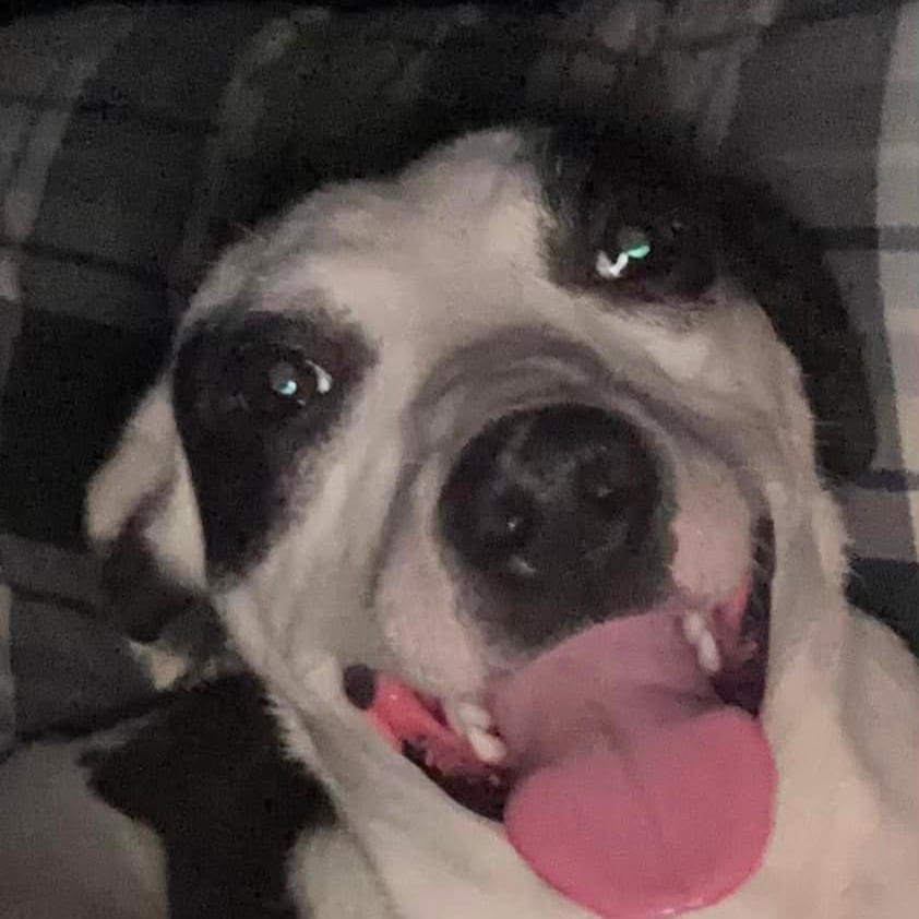 Photo of Firefly, adoptable Mixed Breed (Medium) in DeKalb, Illinois