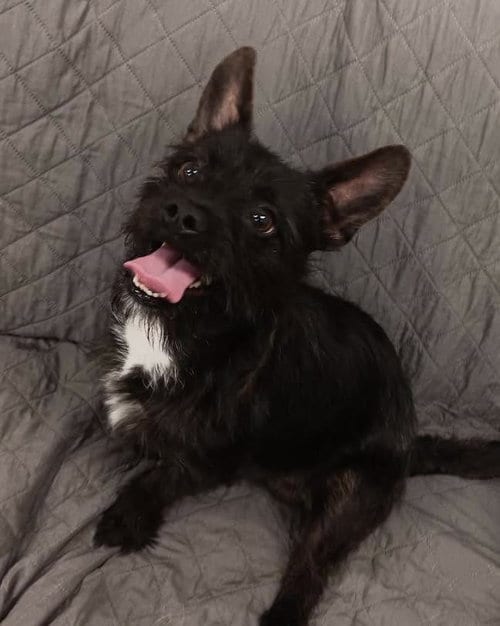Photo of Draco, adoptable Terrier in Muskegon, Michigan