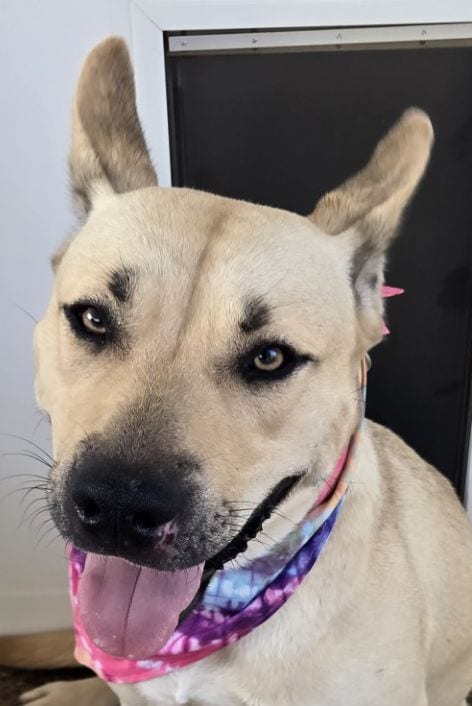 Photo of ZCL-D-Luna, adoptable German Shepherd Dog in Horn Lake, Mississippi
